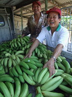 生性樂觀的張德明，面對香蕉產地價格低迷，依舊笑開懷