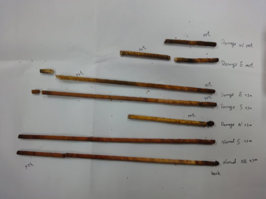 圖 2 應用生長錐取樣樹芯試材，由上而下分別為受感染褐根病菌掌葉蘋婆（ 1 ）西面根部、（ 2 ）東面根部、（ 3 ）東面 30c m 高度、（ 4 ）南面 30c m 高度、（ 5 ）北面 30c m 高度、未感染褐根病掌葉蘋婆（ 6 ）南面 30c m 高度、（ 7 ）東北面 30c m 高度，受感染褐根病菌掌葉蘋婆樹幹北面及接近樹皮側的樹幹及根部木材有腐朽的現象 