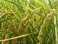 稻米加工耗能及營養損失低，是健康的優質主食