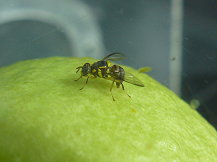 02 東方果實蠅為我國輸出果品頭號殺手，幸賴團隊研發檢疫技術，成功突破困境