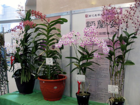蘭花新品種發表