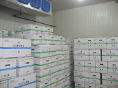 圖 2 外銷鳳梨裝櫃出貨前棧板堆疊預冷 24 小時 