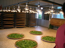 優良的人工日光萎凋茶葉技術(王孟瑜攝)