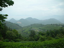 良好的茶園休閒環境(王孟瑜攝)