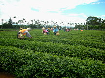 優良的茶葉種植技術(王孟瑜攝)