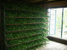 良好的紅茶萎凋技術(王孟瑜攝)