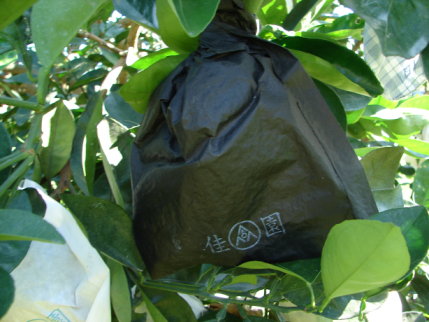 圖 1 黑色套袋具完全遮光效果，袋內光強度為零 