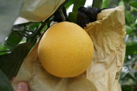 圖 2 套黑色雙層紙袋或雙層黃黑紙袋之臍橙在 11 月中旬已轉色良好 