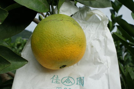 圖 3 套白色紙袋之果實在 11 月中旬仍帶綠色 