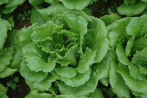 2444814_2.JPG01 萵苣新品種桃園 1 號田間單株生育情形 