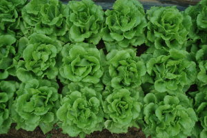 02 萵苣新品種桃園 2 號田間生育情形 