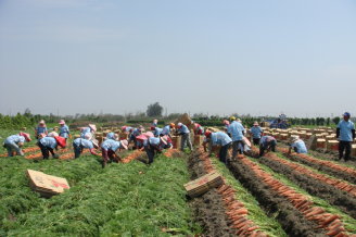 02 胡蘿蔔專區收穫情形 