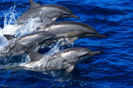 03 海豚的圈圈影片，完整紀錄經常出現於花蓮海域鯨豚之影像，圖為飛旋海豚（金磊攝影）