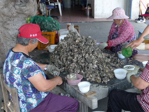 01 葡萄牙牡蠣為台灣重要的養殖貝類