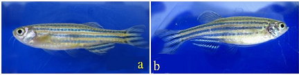 附圖  水生急毒性試驗魚種斑馬魚。（a）雄魚；（b）雌魚。