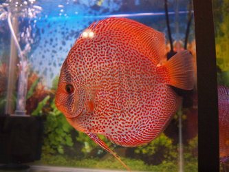 觀賞魚集錦 