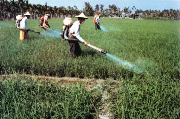 農場共同經營班噴藥隊在共同經營區內實施病蟲害防治情形 