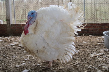 圖1 臺灣主要飼養之白羽火雞
