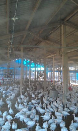 圖 2 雞舍噴霧設施 