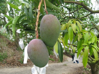 正常生長的芒果（圖左）及受薊馬為害造成芒果果皮具斑點（圖右）