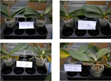 圖1 蝴蝶蘭黃葉病的罹病情形
