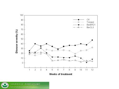 圖 2 溫室中連續處理 12 週的各試驗組罹病度變化 