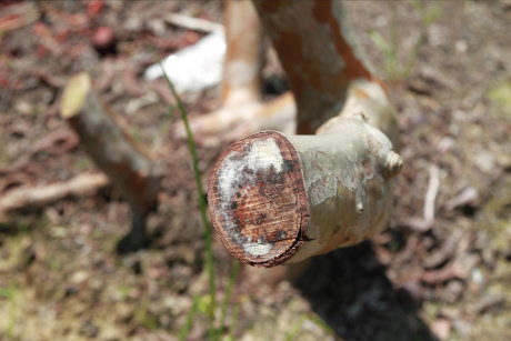 圖 1 番石榴立枯病菌之淡紅色至灰色之粉狀病原菌孢子層 