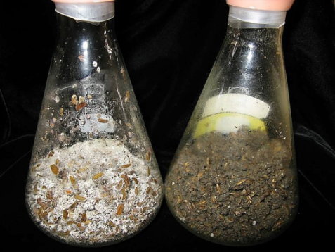 圖 2 高雄區農業改良場所開發之放線菌（Streptomyces saraceticus ）固態介質 ， 包括燕麥、大麥、粗糠、玉米等天然物質