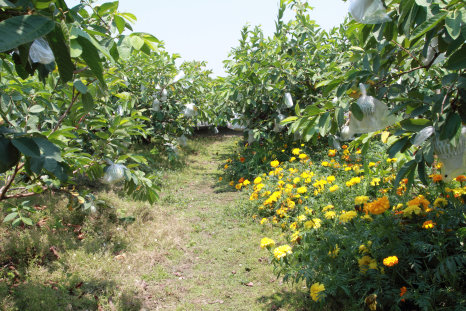 圖 3 番石榴果園栽培萬壽菊防治根瘤線蟲， 可有效降低土壤中根瘤線蟲密度（左側行 為對照未栽培區）