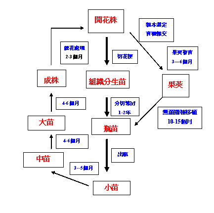 2445491_1.jpg圖1 蝴蝶蘭供應鏈示意圖（修改自 陳昌岑2007）