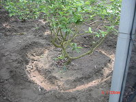 添加蝦蟹殼粉及蓖麻粕等資材（上圖）及栽植萬壽菊（下圖）可有效減少番石榴根瘤線蟲的發生