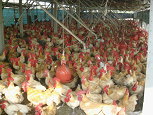 01 養畜禽業者為提高單位產量多採集約方式經營 