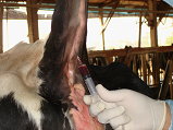 02 執行畜牧場用藥監測採樣情形－牛隻抽血採樣 