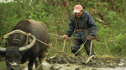 至今仍堅持以水牛耕田的農夫－臺東縣池上鄉羅茂祥 