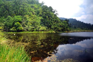 鴛鴦湖自然保留區保存了高山森林濕地中珍貴的生物資源 