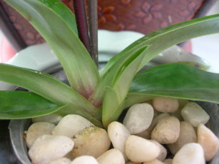 仙履蘭花苞瓶內誘導植株形成技術