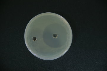 圖 3 大蒜水萃液（右洞）對 發光桿菌的抑菌環 