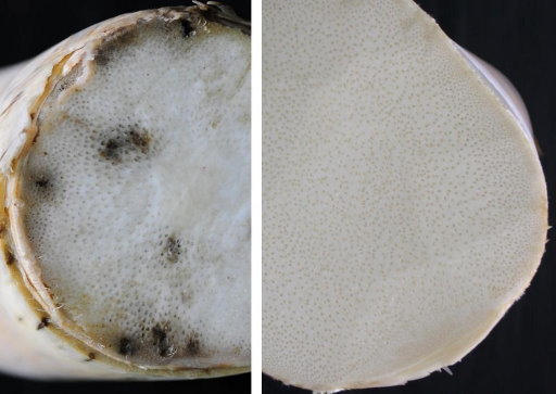 左：罹病筍俗稱「筍釘」，橫斷面可見黑褐色小點。右：無病毒筍呈圓錐形，肉質細緻，切面晶瑩雪白。
