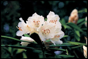 02 台灣杜鵑（羅東林管處提供） 