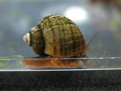 福壽螺（圖左）及福壽螺卵（圖右）