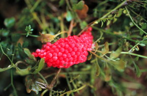 福壽螺（圖左）及福壽螺卵（圖右）