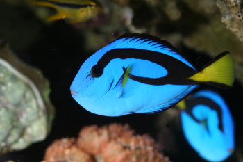 擬刺尾鯛 ( 藍倒吊 ) 