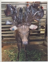 大茸台灣水鹿之鹿茸重達 325 台兩（一般平均為 60 台兩） 