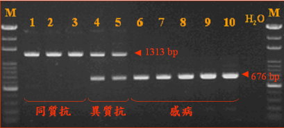 圖 1 種苗改良繁殖場所開發的番茄抗斑點萎凋病毒病遺傳型（Sw 5 ）早期篩選分子標誌技術之一。（Sw5 -1313 及sw5 -676 ）