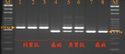 圖 2 種苗改良繁殖場所開發的番茄抗斑點萎凋病毒病遺傳型（Sw 5 ）早期篩選分子標誌技術之二。（Sw5 -574, sw5-474 ） 