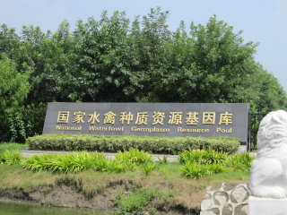 中國大陸國家水禽活體基因庫（江蘇） 