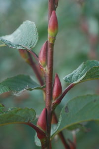 蘭陽2號及中國上海種花芽著生情形。左：蘭陽2號；右：中國上海種。