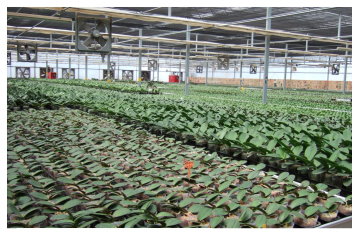 國內業者以溫室大量規格化生產蝴蝶蘭苗