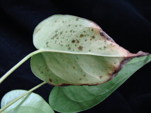 姿態宜人的火鶴花（圖左）及其植株葉部感染葉枯病之病徵（圖右）