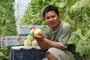 豐碩果園沈朝富栽種的溫室牛奶美濃香瓜